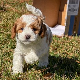 Slinky - Parti male Poodle puppy in Corinth, Mississippi from SnickerDoodlePups