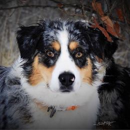 Australian Shepherd All Grown Up from Aussies of Sunset Ridge
