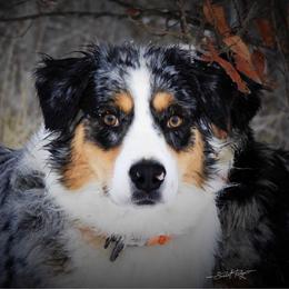 Australian Shepherd All Grown Up from Aussies of Sunset Ridge