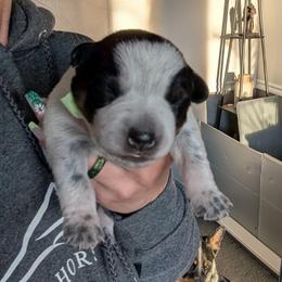 Purple Collar - Blue female Australian Cattle Dog puppy in Ammon, Idaho from Piney River Cattle Dogs