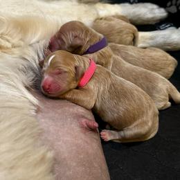 Cindy - Apricot female Goldendoodle puppy in Rocky Point, North Carolina from CelticDoods