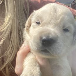 Fern - Golden Retriever puppy from Little House on the Farmie