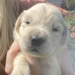 Fern - Golden Retriever puppy from Little House on the Farmie