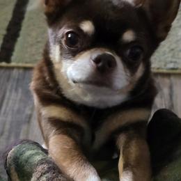Justice - Chihuahua