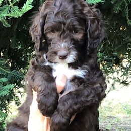 Assorted Doodle Crosses, Australian Labradoodle, Goldendoodle, and Newfoundland Puppies from Twin Sisters Doodles