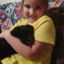 Miniature Schnauzer Puppies from Starbound Miniture Schnauzer's