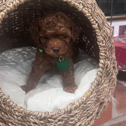 Leo - Red  male Poodle puppy in Okc, Oklahoma from Designer Poos By Diva