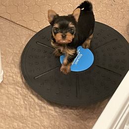 Biewer Terrier, Chinese Crested, and Yorkshire Terrier Puppies from FronkLinn Kennel