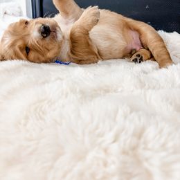 Navy collar - Golden male Golden Retriever puppy in Lehi, Utah from Open Star Goldens