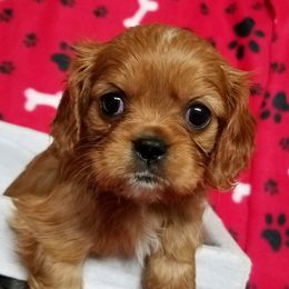 Cavalier King Charles Spaniel Puppies from Cavaliers of the County Macon