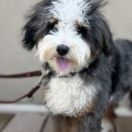 Bernedoodles and Cavapoos from Cascade Springs Doodles