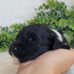 Boy 1 - Black and white male Aussiedoodle puppy in Missouri from B&M Cottonwood Canines