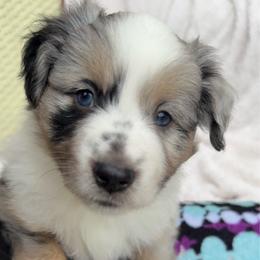 Texas - Blue merle male Miniature Australian Shepherd puppy in Murfreesboro, Tennessee from Skye’s Waggin’ Aussies