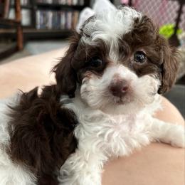 Archie - Brown male Poodle puppy in Mineral Wells, Texas from S.H.A.R.P.’s Toy Poodles