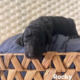 Rocky - Black male Poodle puppy in Athens, Georgia from Alexander’s Standard Poodles