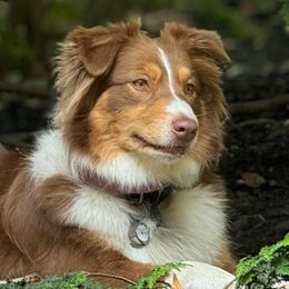 Oakley - Australian Shepherd