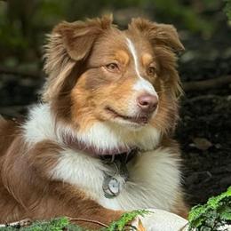 Oakley - Australian Shepherd