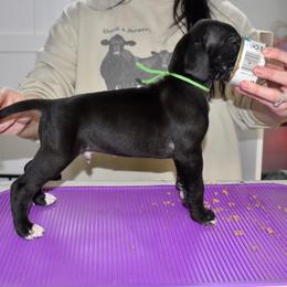 Maker's Mark - Black and white male Great Dane puppy in Chapmansboro, Tennessee from Balthrop Bend Farms