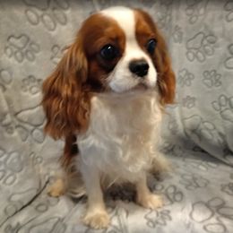 UP Howler at the Moon - Blenheim male Cavalier King Charles Spaniel puppy in Rockville, Maryland from Skais the Limit Cavaliers