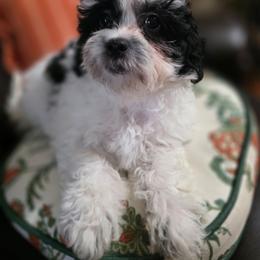 Ernie - Black and white male Shichon puppy in Ronda, North Carolina from Willow River
