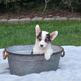 Orange Collar Female - Black and tan female Pembroke Welsh Corgi puppy in Tenino, Washington from LoneStar Corgis NW