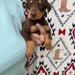 Reese - Red and rust female Doberman Pinscher puppy in Ludowici, Georgia from Royal Destiny Kennels
