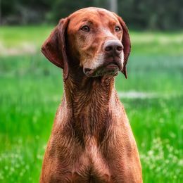 Oliver - Vizsla