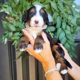 Marley - Tri-color male Bernedoodle puppy in Moses Lake, Washington from Macy Meadows Doodles