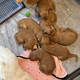 Female - Dark golden female Golden Retriever puppy in Spring Hill, Kansas from Homegrown Goldens