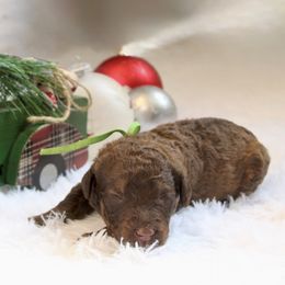 Brownie - Chocolate male Goldendoodle puppy in Arlington, Texas from Chambers Doodle Patch