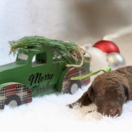 Brownie - Chocolate male Goldendoodle puppy in Arlington, Texas from Chambers Doodle Patch