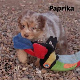 Papkrika - Red merle male Miniature Australian Shepherd puppy in Garden Plain, Kansas from Krazy K Aussies