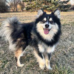Pomsky Puppies from You Me & Our Pomskies