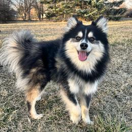 Pomsky Puppies from You Me & Our Pomskies