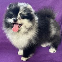 Boy 1 - male Pomeranian puppy in Saint Louis, Missouri from Beau Joli Pomeranians