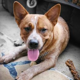 Axel - Australian Cattle Dog