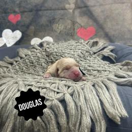 Douglas - Yellow male Dilute Retriever puppy in Forest City, Iowa from Helm Labs