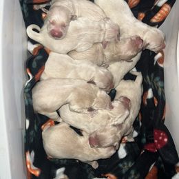 Professor McGonagall - Light golden female Golden Retriever puppy in Knoxville, Tennessee from Jack and Ginger’s Goldens