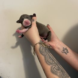 Male 3 Seal Mask - White and seal male Italian Greyhound puppy in Winfield, Kansas from F&M Italian Greyhounds