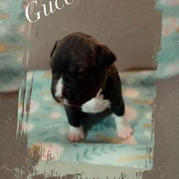 Gucci - Black brindle male American Pit Bull Terrier puppy in Glide, Oregon from Floss Dog Kennels