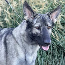 Shiloh Shepherd puppies from Shoreline Shilohs