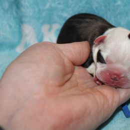 Boy 1 - Seal and white male Boston Terrier puppy in Georgia from A-K Boston Terriers