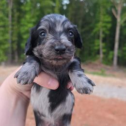 Black and tan dapple boy - Dapple male Dachshund puppy in West Plains, Missouri from Spring Creek Dachshunds