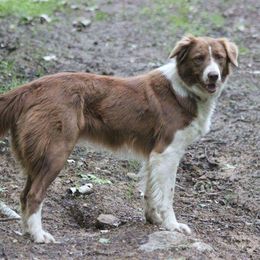 Tae - Border Collie
