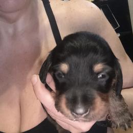 Dachshund Puppies from Alicia's mini dachshund