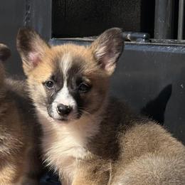 Sable Girl - Sable female Pembroke Welsh Corgi puppy in Bay Area, California from MJ's Corgis