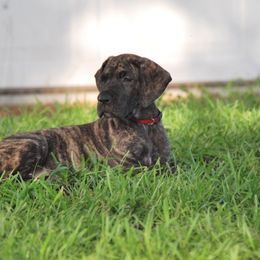 Great Dane Puppies from MoonRiver Danes