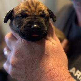 Purple collar female - Fawn female Boerboel puppy in Bon Aqua, Tennessee from Erickson Ranch Boerboels