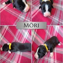 Mori - Black and white female Border Collie puppy in Max, Nebraska from Stag Valley Homestead