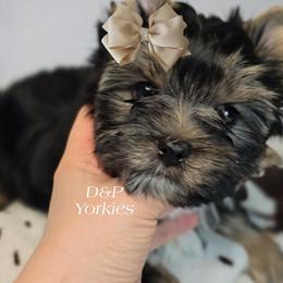 Raya - Black and tan female Yorkshire Terrier puppy in Bradley, South Carolina from Diamonds & Pearls Yorkshire Terriers